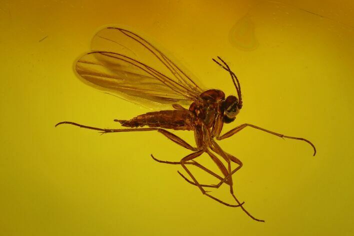 Fossil Fungus Gnat (Mycetophilidae) In Baltic Amber #170101